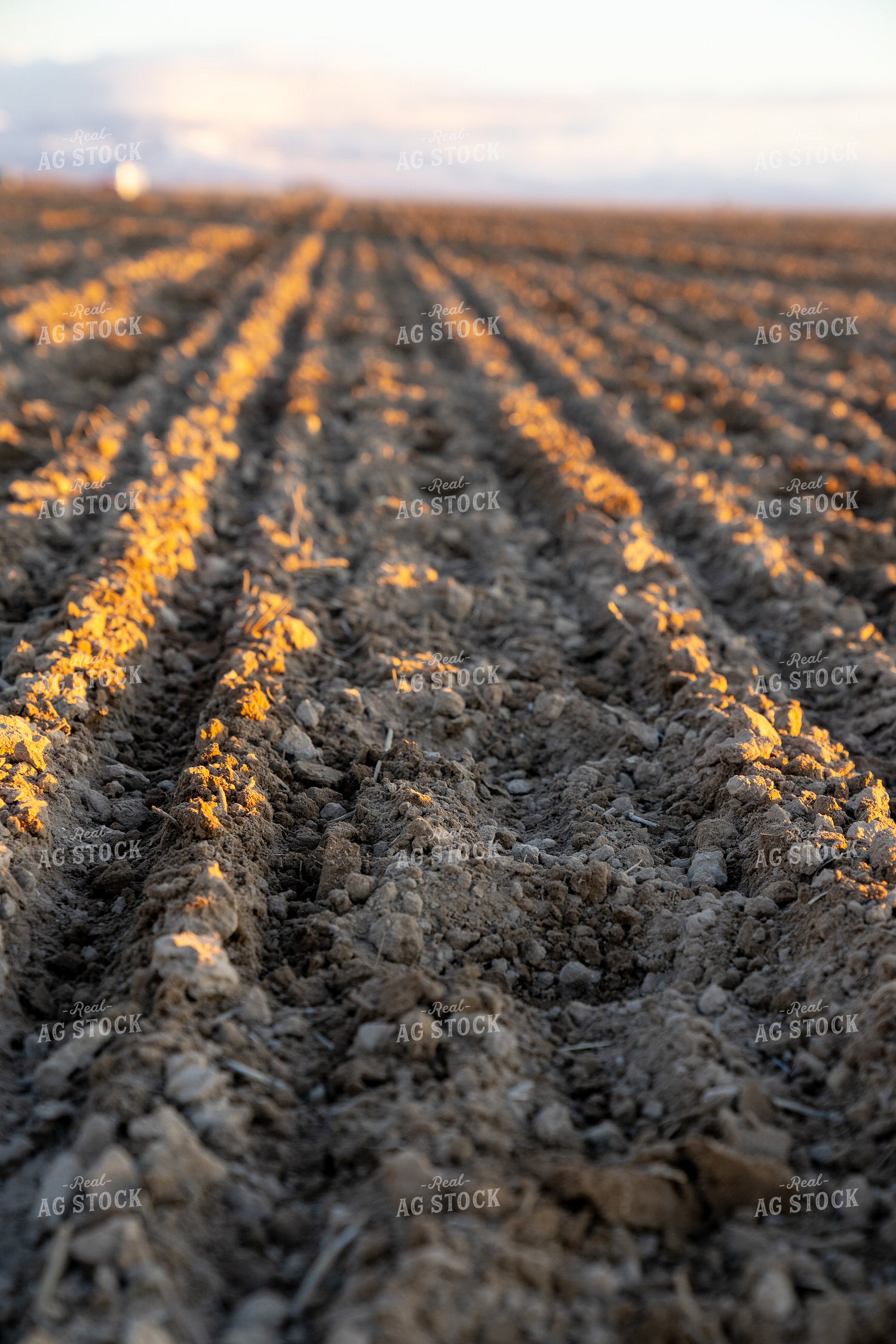 Drilling Barley 186004