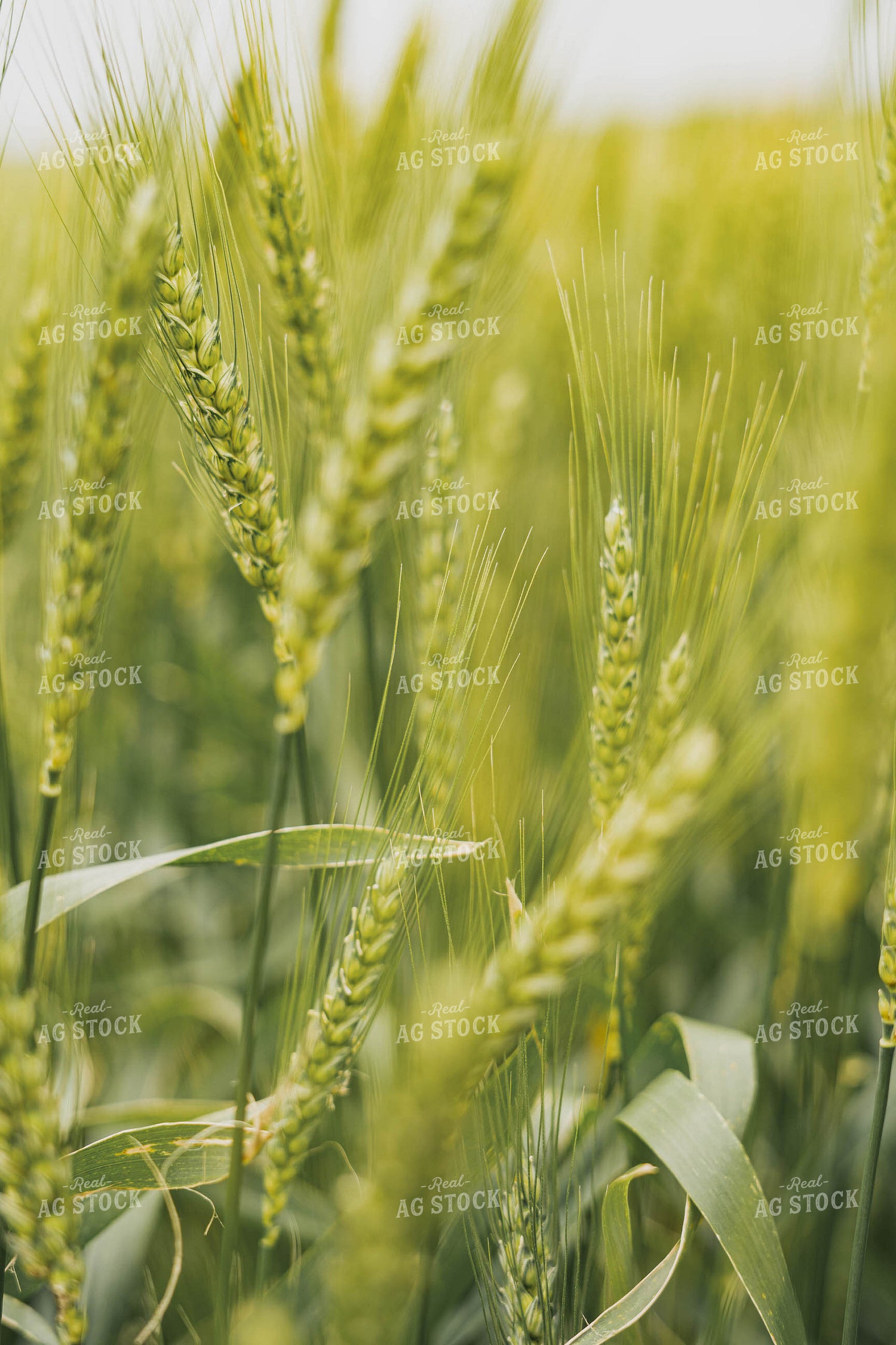 Wheat 91064