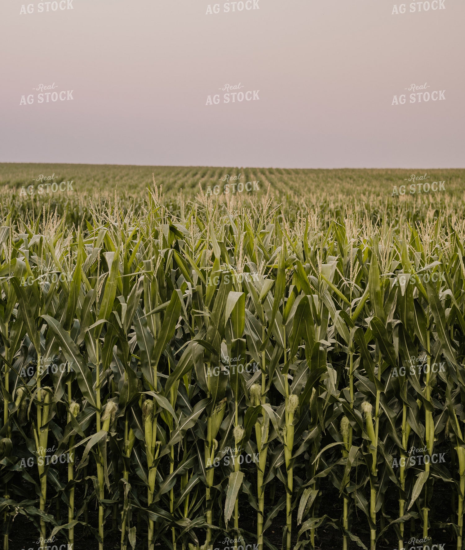 Midseason Corn Field 185107