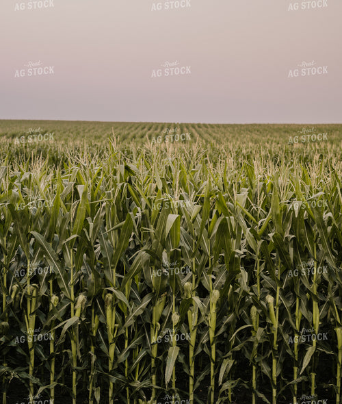 Midseason Corn Field 185107