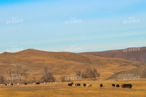 Cattle on Pasture 299124