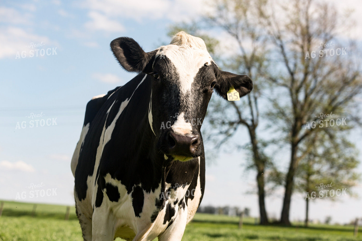 Holstein Cow in Pasture 90004