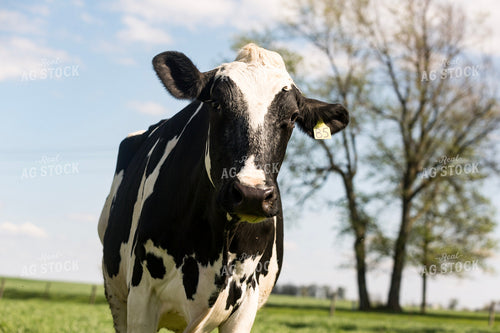 Holstein Cow in Pasture 90004
