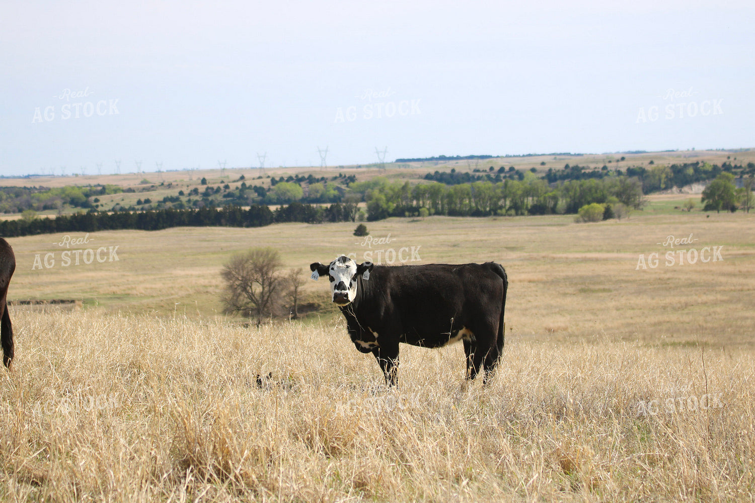 Cattle on Pasture 82415