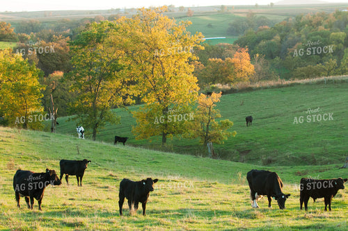 Cattle on Pasture 145058