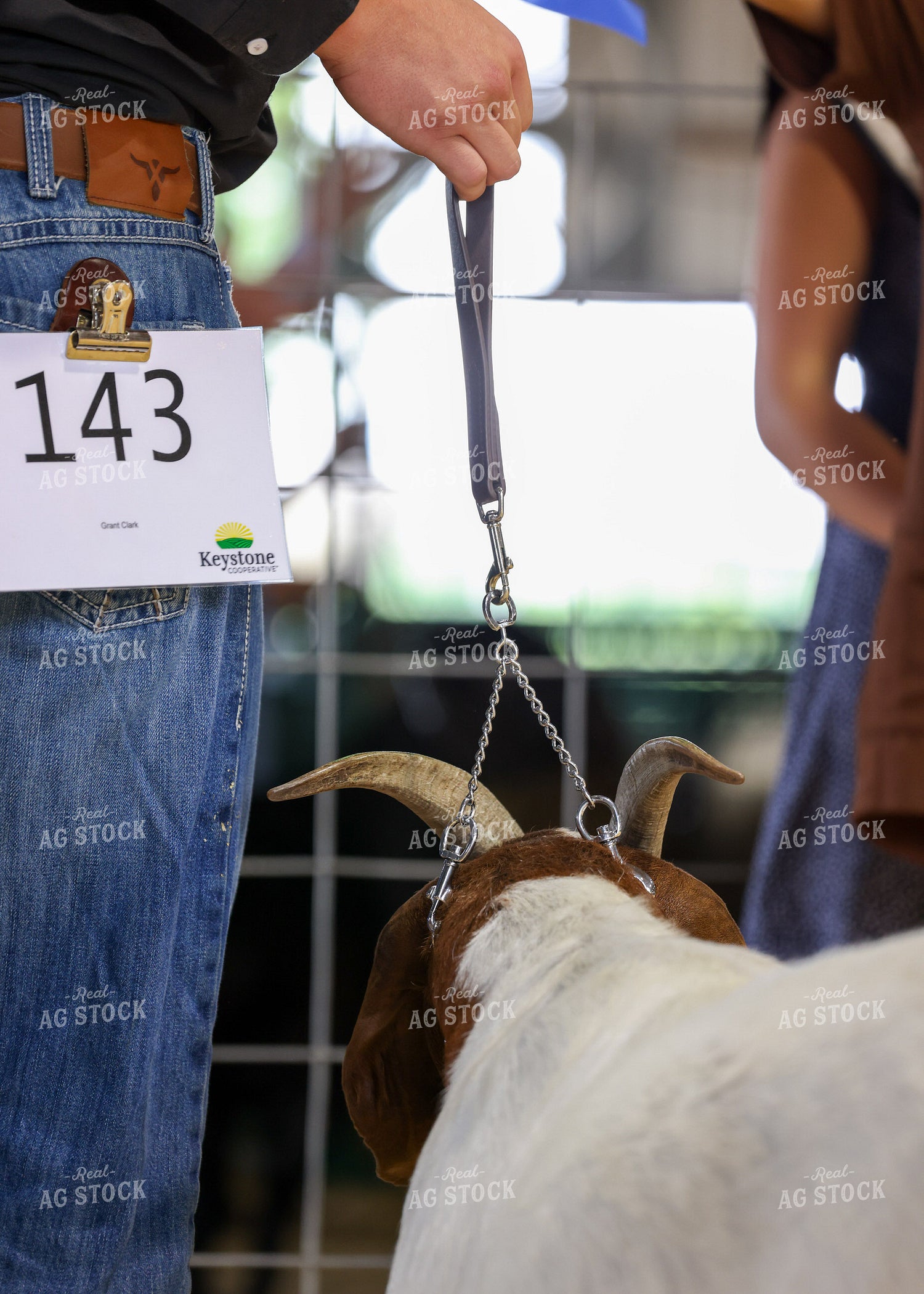 Showing Goats 160113