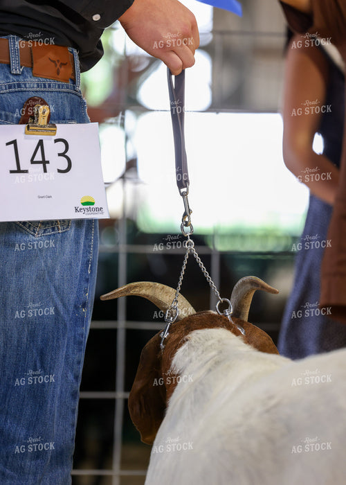 Showing Goats 160113