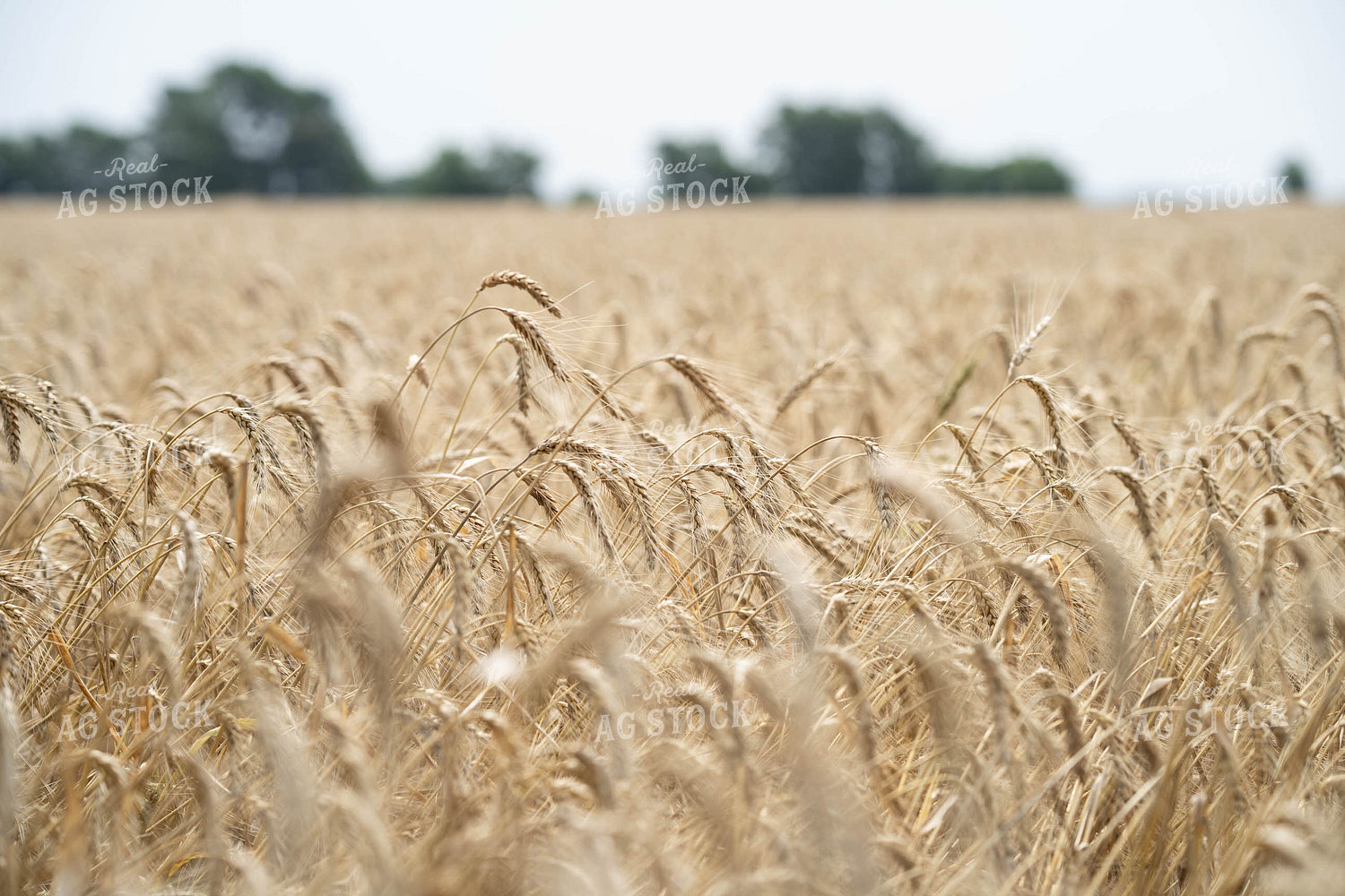 Wheat Field 91045