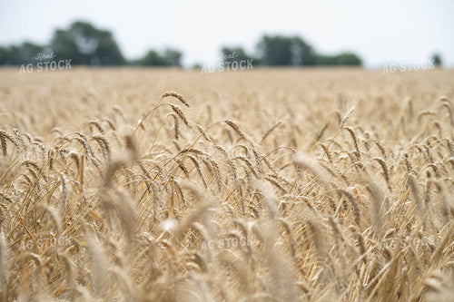 Wheat Field 91045