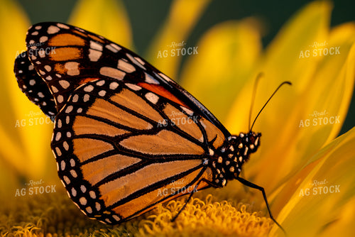 Butterfly Resting on Sunflower 76289