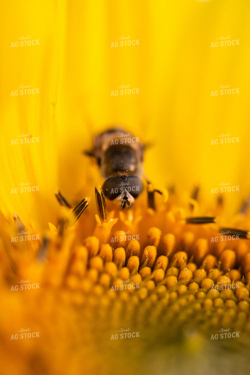 Bee on Sunflower 76291