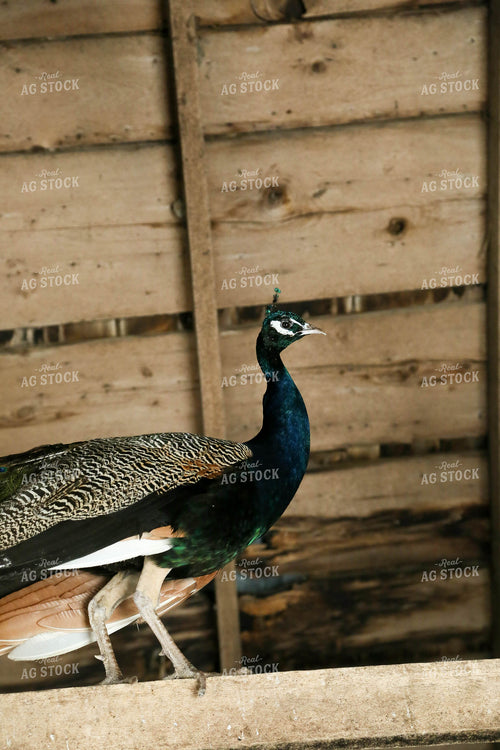 Peacock 161136