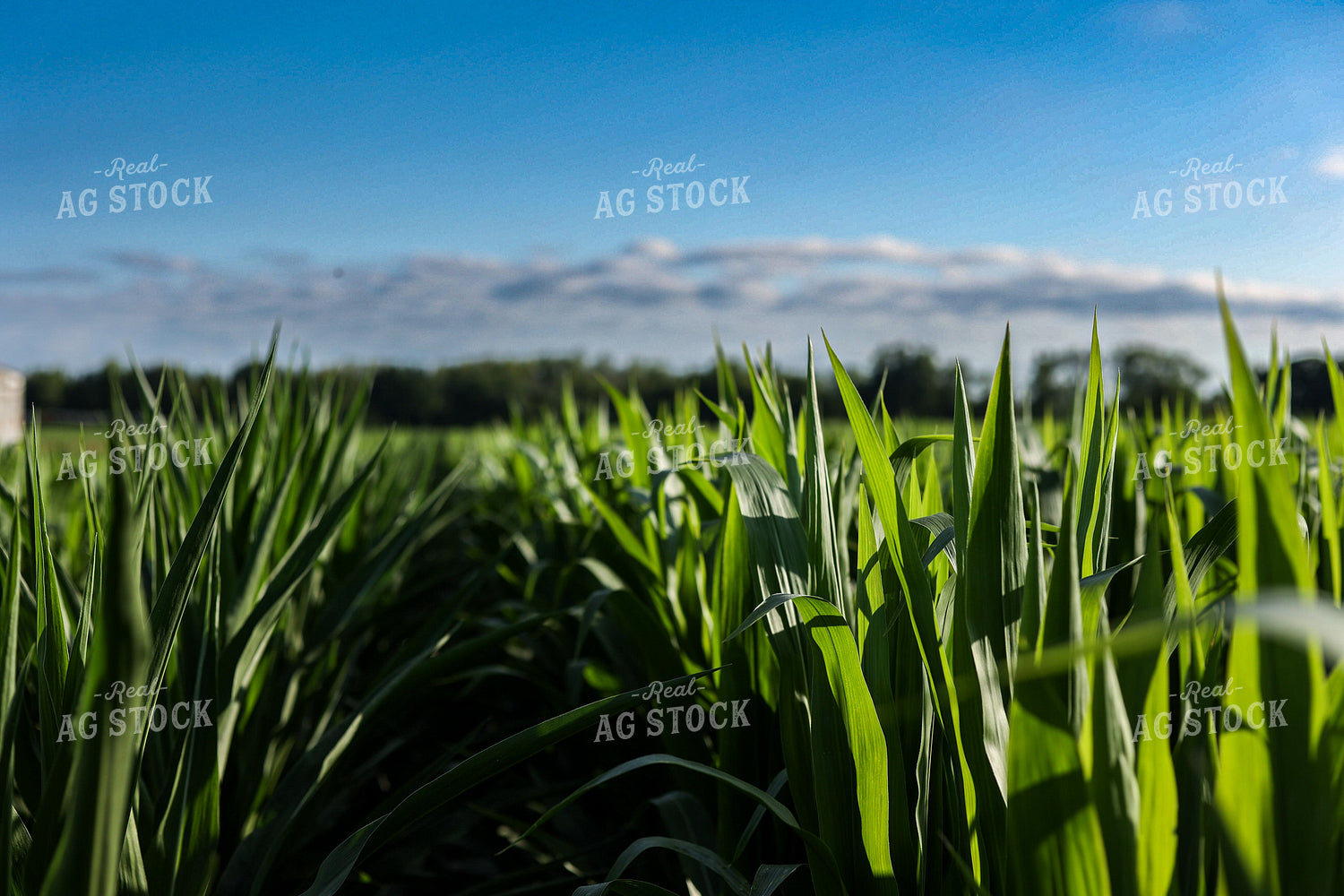Corn Leaves 104001