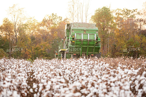 Cotton Harvest 136174