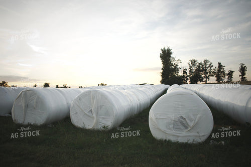 Wrapped Hay Bales 251004