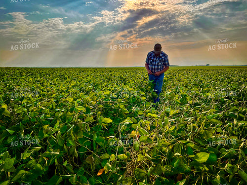 Farmer Checking Soybeans 141428