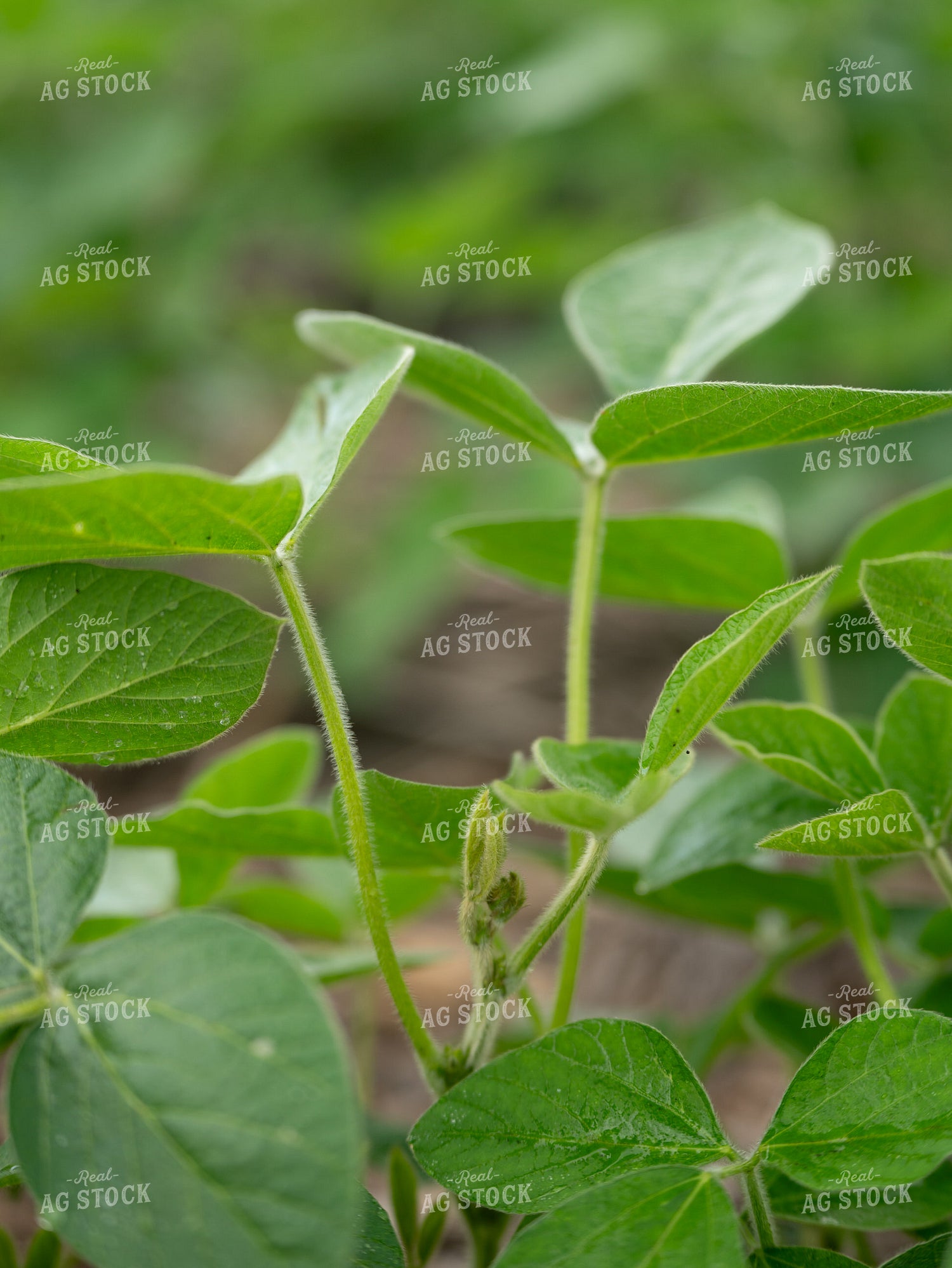 Midseason Soybeans 185237