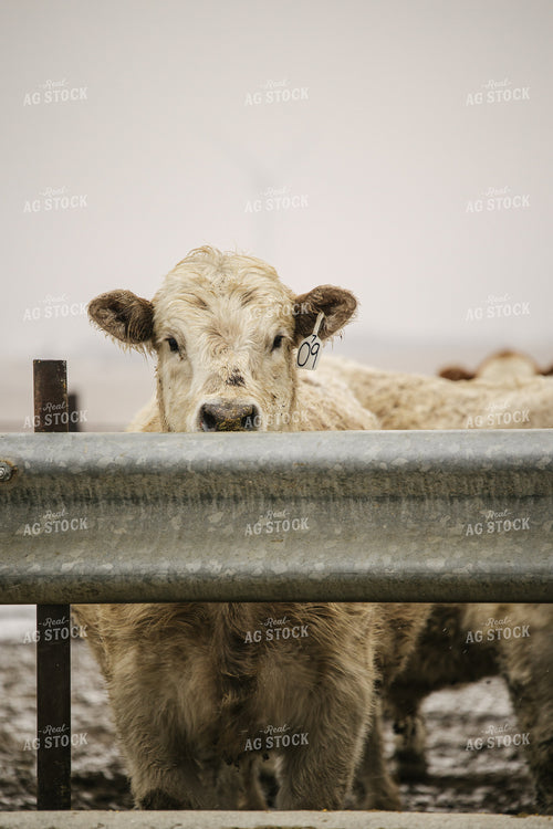 Cattle in Feedlot 70109