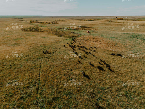 Aerial Angus Cattle on Pasture 187091