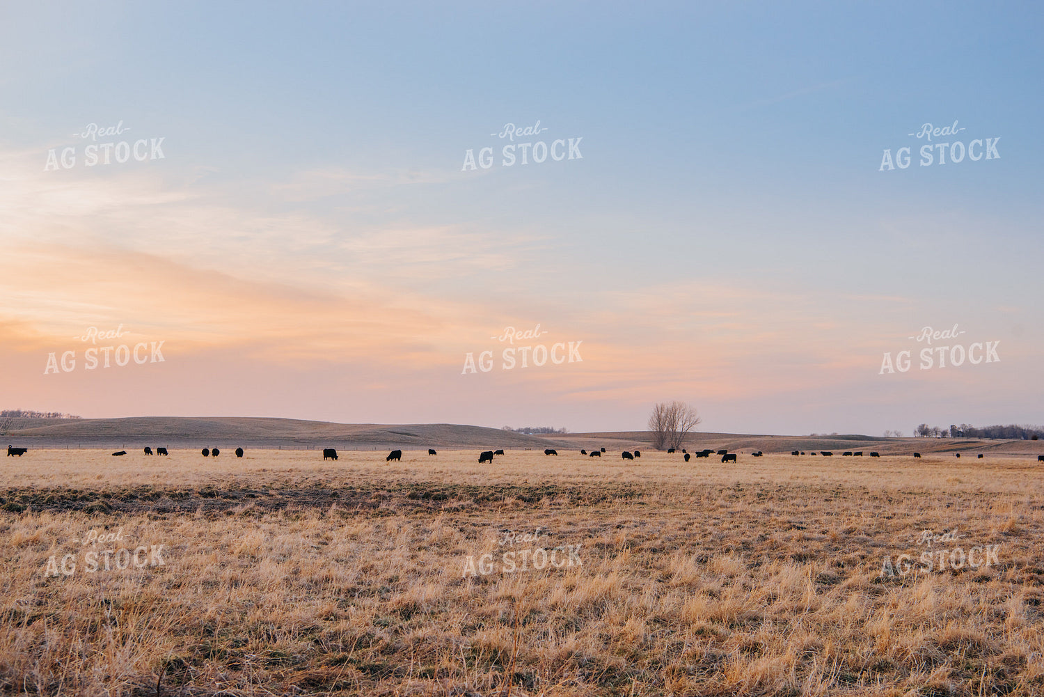 Angus Cattle Grazing in Pasture 68033