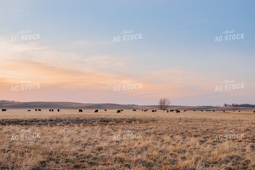 Angus Cattle Grazing in Pasture 68033