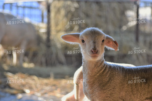 Lambs 305011