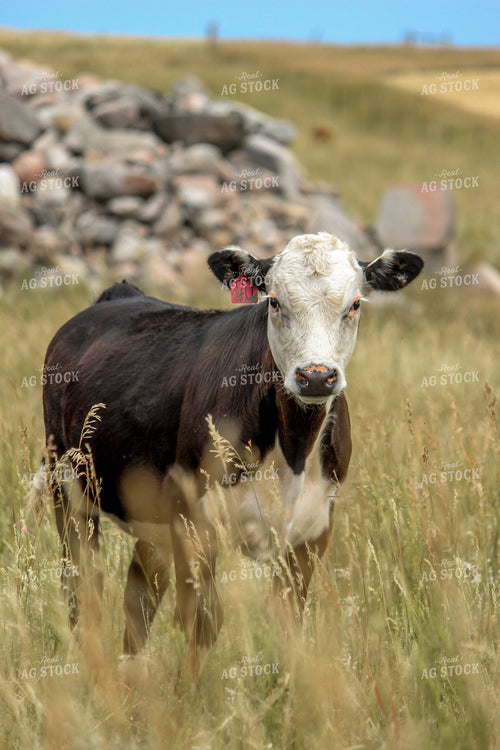 Black Baldy Cattle 155051