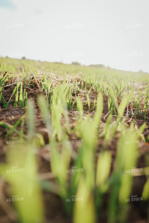 Emerging Wheat 83164