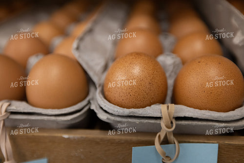 Eggs 270093