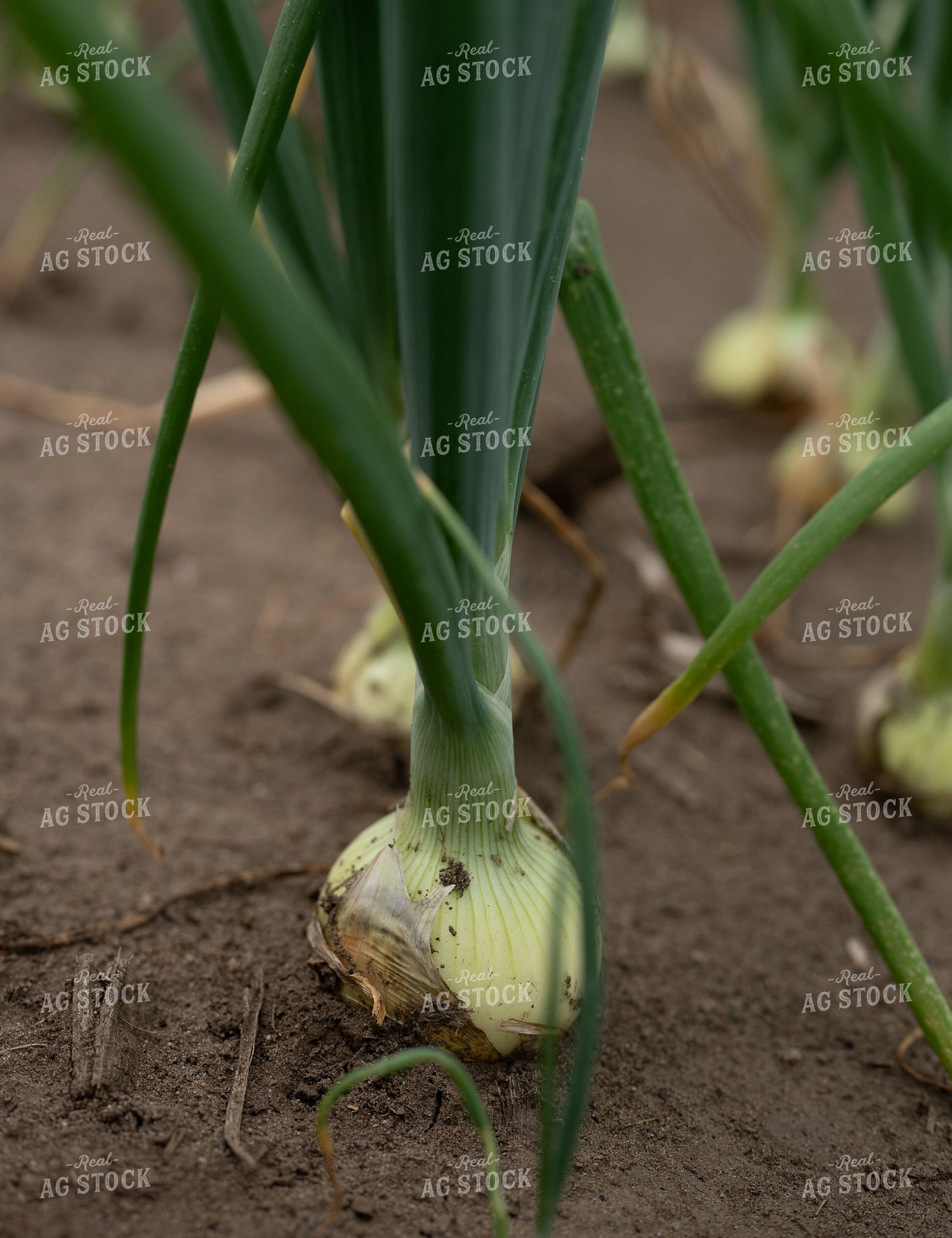 Onion Field 185153
