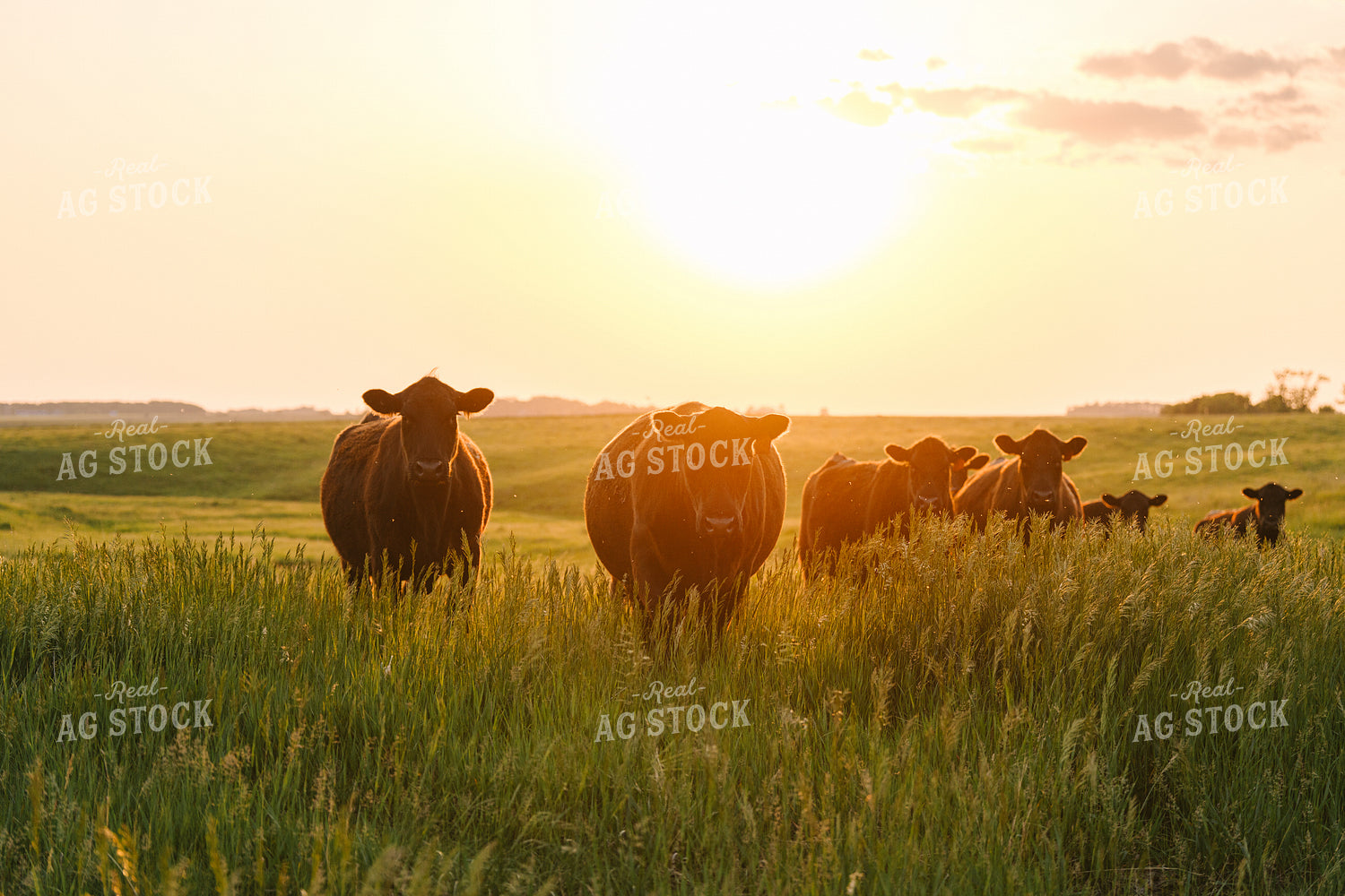 Black Angus Cattle on Pasture 68271