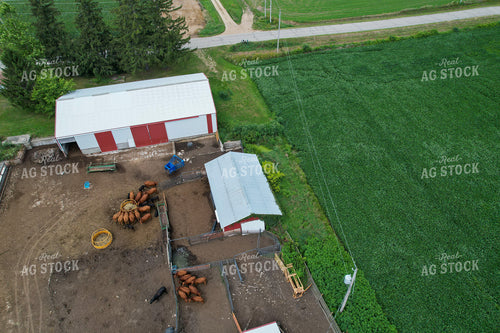 Aerial of Cattle and Barn 261071