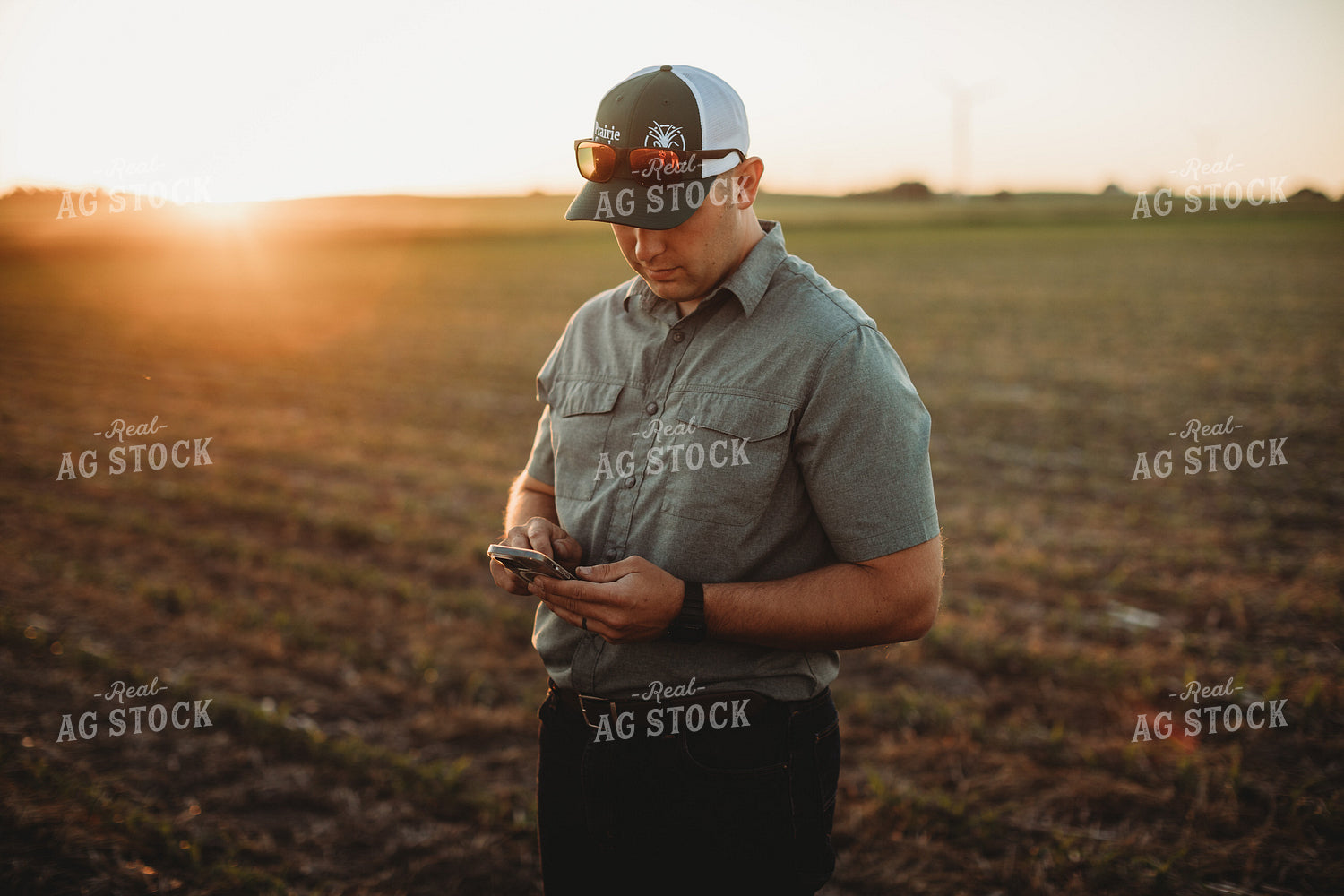 Farmer Agronomist Texting on Phone in Corn and Triticale Cover Crop Field 5924