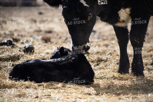 Angus Cow Calf Pair 117274
