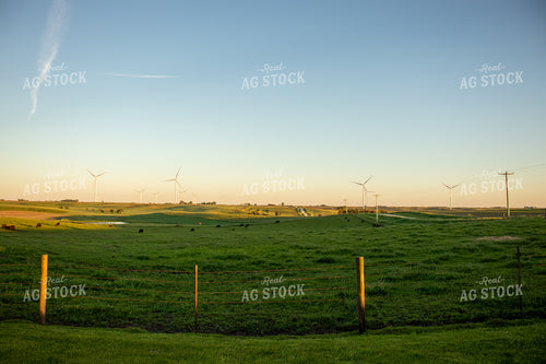 Angus Cattle Grazing in Pasture with Windmills 67108