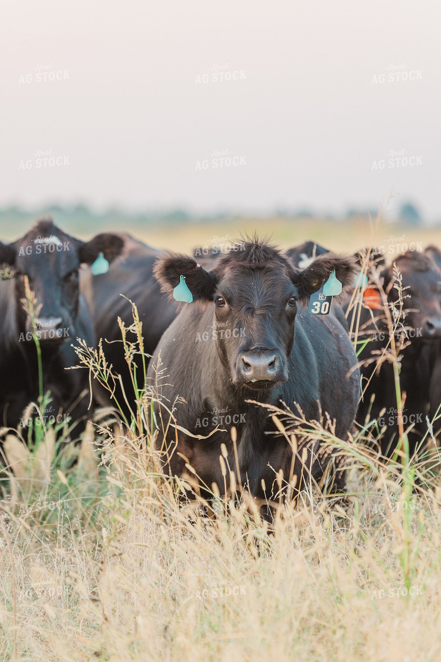 Cattle on Pasture 131038
