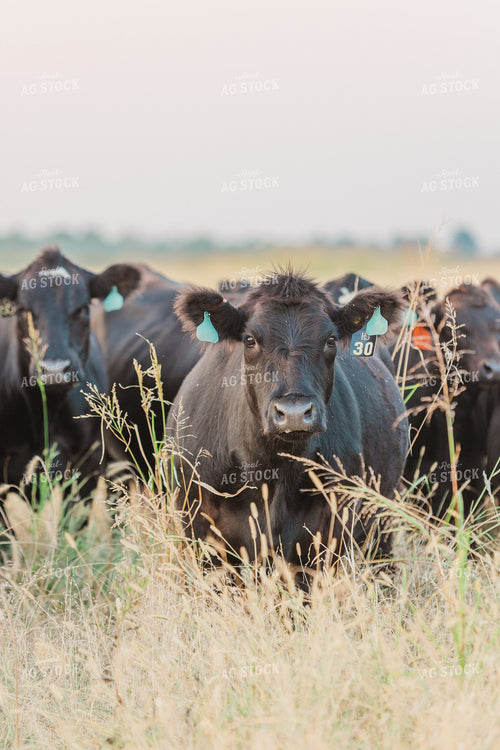 Cattle on Pasture 131038