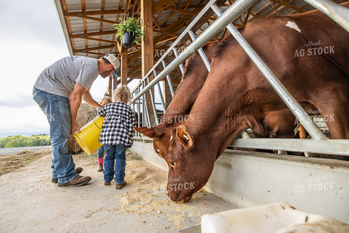 Farmer and Daughter Feeding Cattle 270049