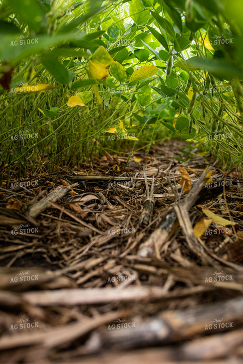 In Between Rows of Soybeans 76272