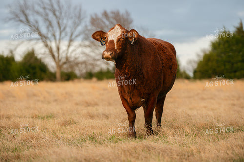 Cow on Pasture 301013