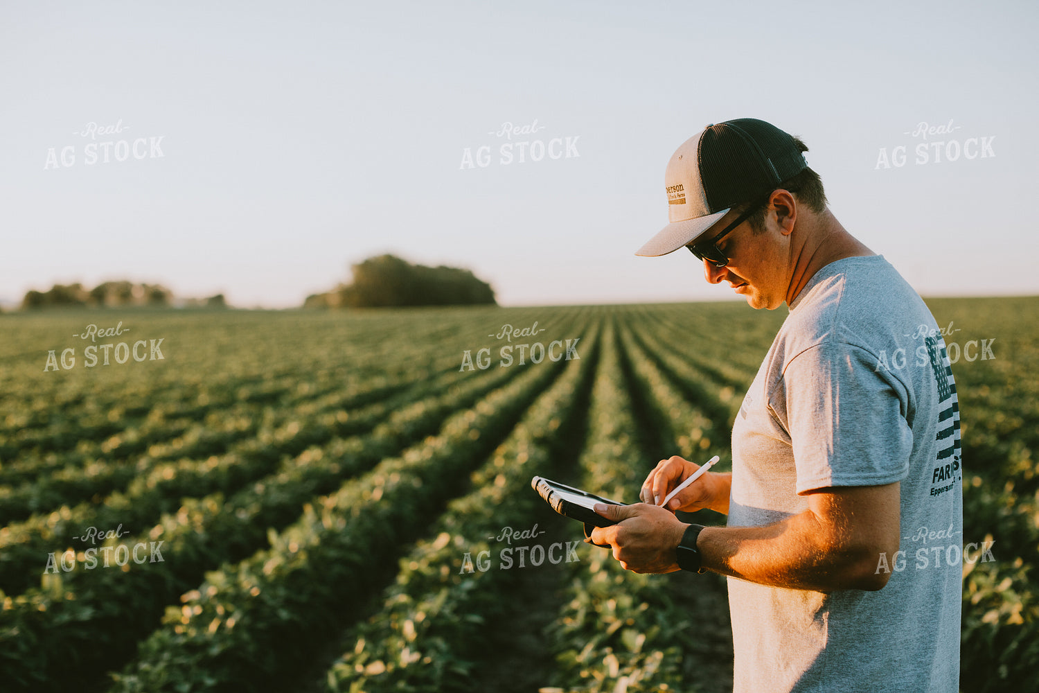 Farmer in Soybean Field with Tablet 6146
