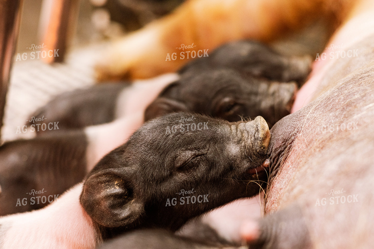 Hampshire Piglets 233023