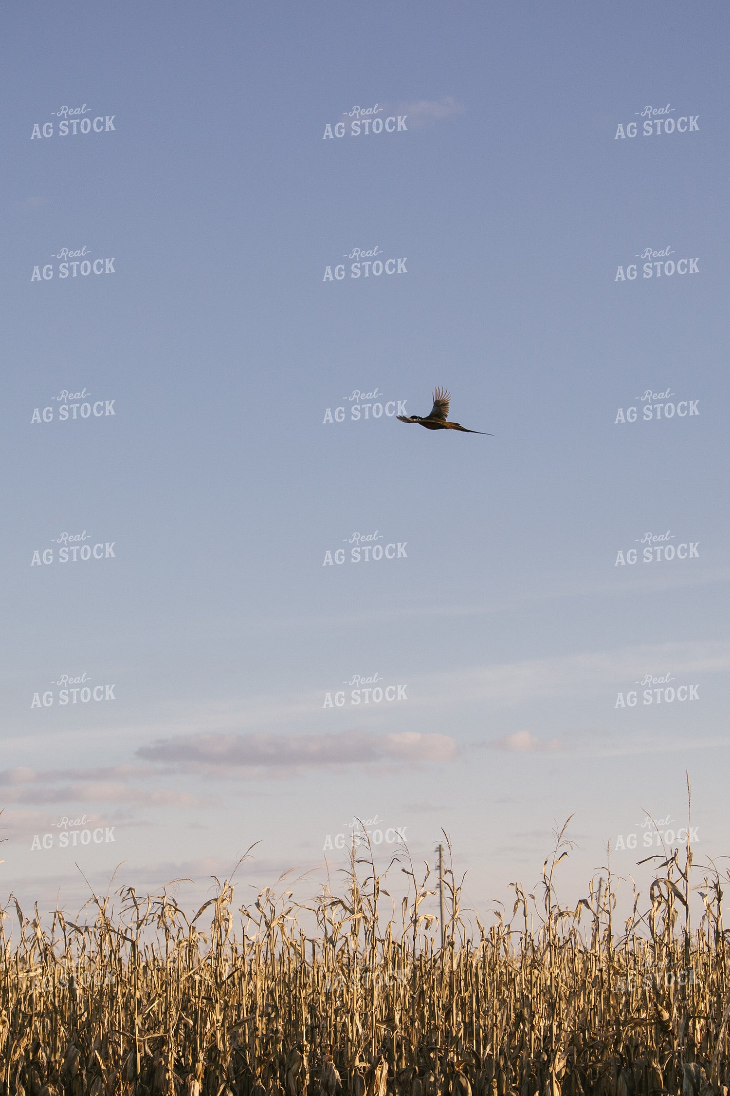 Wildlife Pheasant Flying over Corn Field 70025