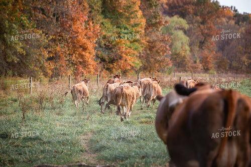 Jersey Cows Heading to Pasture 270160