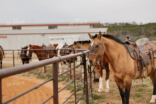 Horses Saddled for Trail Ride 205126