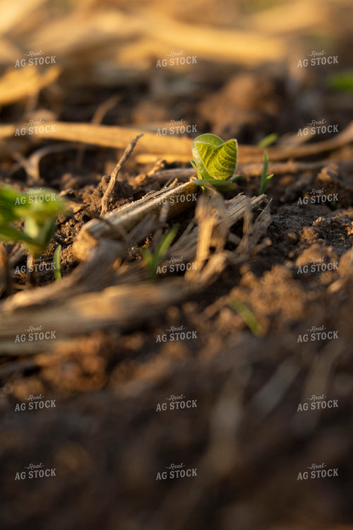 Soybeans - Early Growth 1426