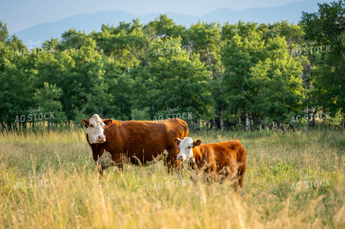 Hereford Cow Calf Pair on Pasture 65944