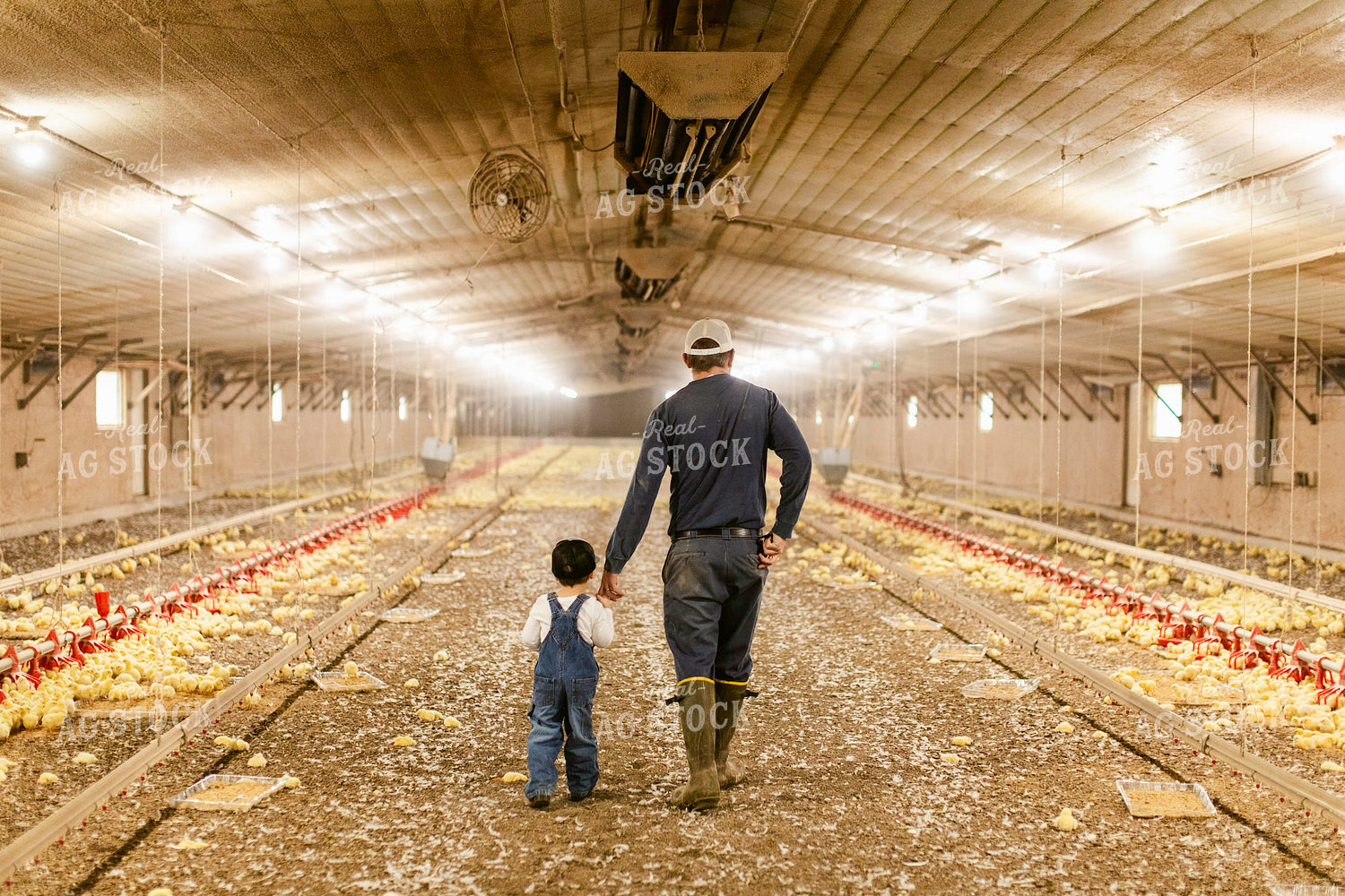 Farmer and Son in Chicken Barn 280002