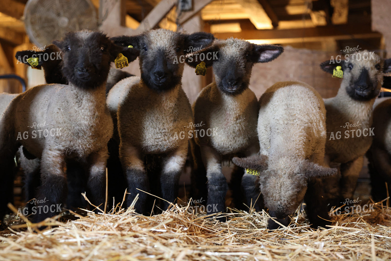 Lambs 90158