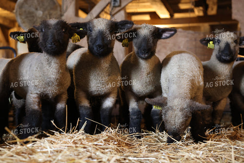 Lambs 90158